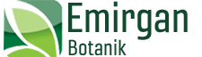 Emirgan Botanik