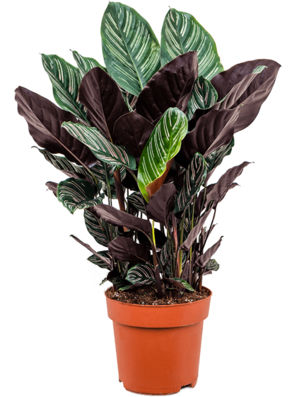 CALATHEA SANDERIANA – Emirgan Botanik