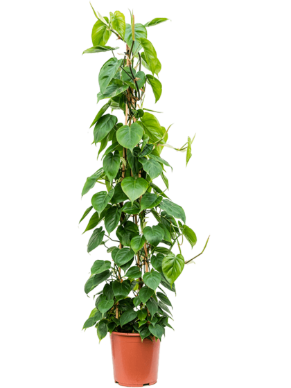 Pflegeleichte Grnpflanze Philodendron Scandens Herzblatt-Philodendron  Kletterpflanze 160 Cm Auf Rankhilfe  Zimmerpflanze