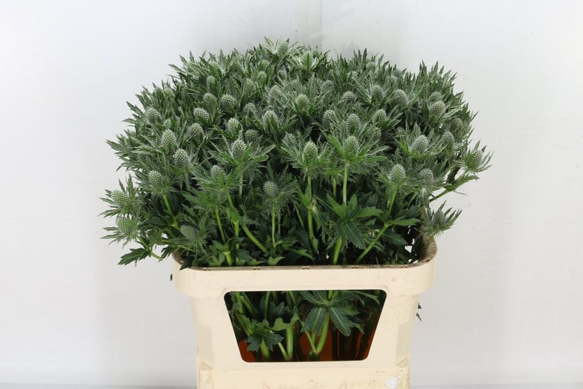 EryngiumSiriusQstar Emirgan Botanik