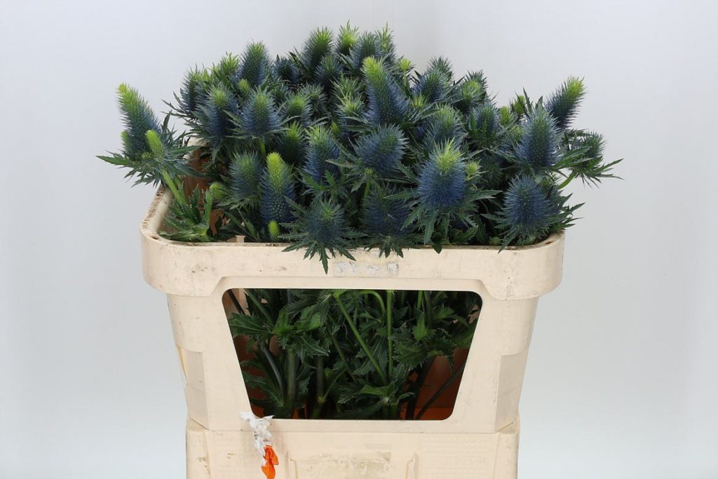 EryngiumSupernovaQstar Emirgan Botanik