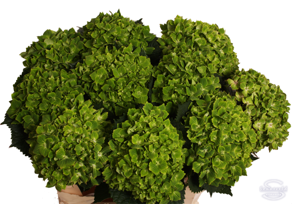 Hydrangea Rhapsody – Emirgan Botanik