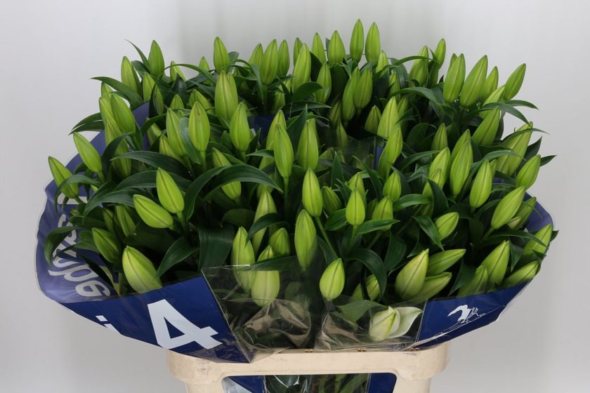 Lilium-Oriental-Zambesi – Emirgan Botanik