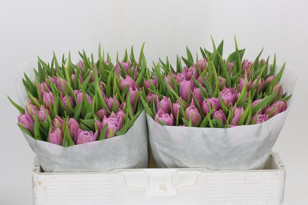 Tulip-Double-Price – Emirgan Botanik